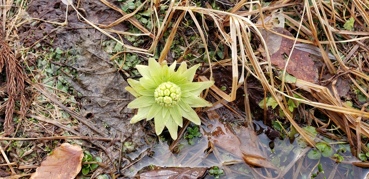 f:id:tchibineko:20200313104647j:plain f:id:tchibineko:20200313104647j:plain