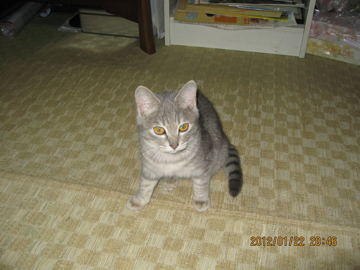 f:id:tchibineko:20200324170415j:plain