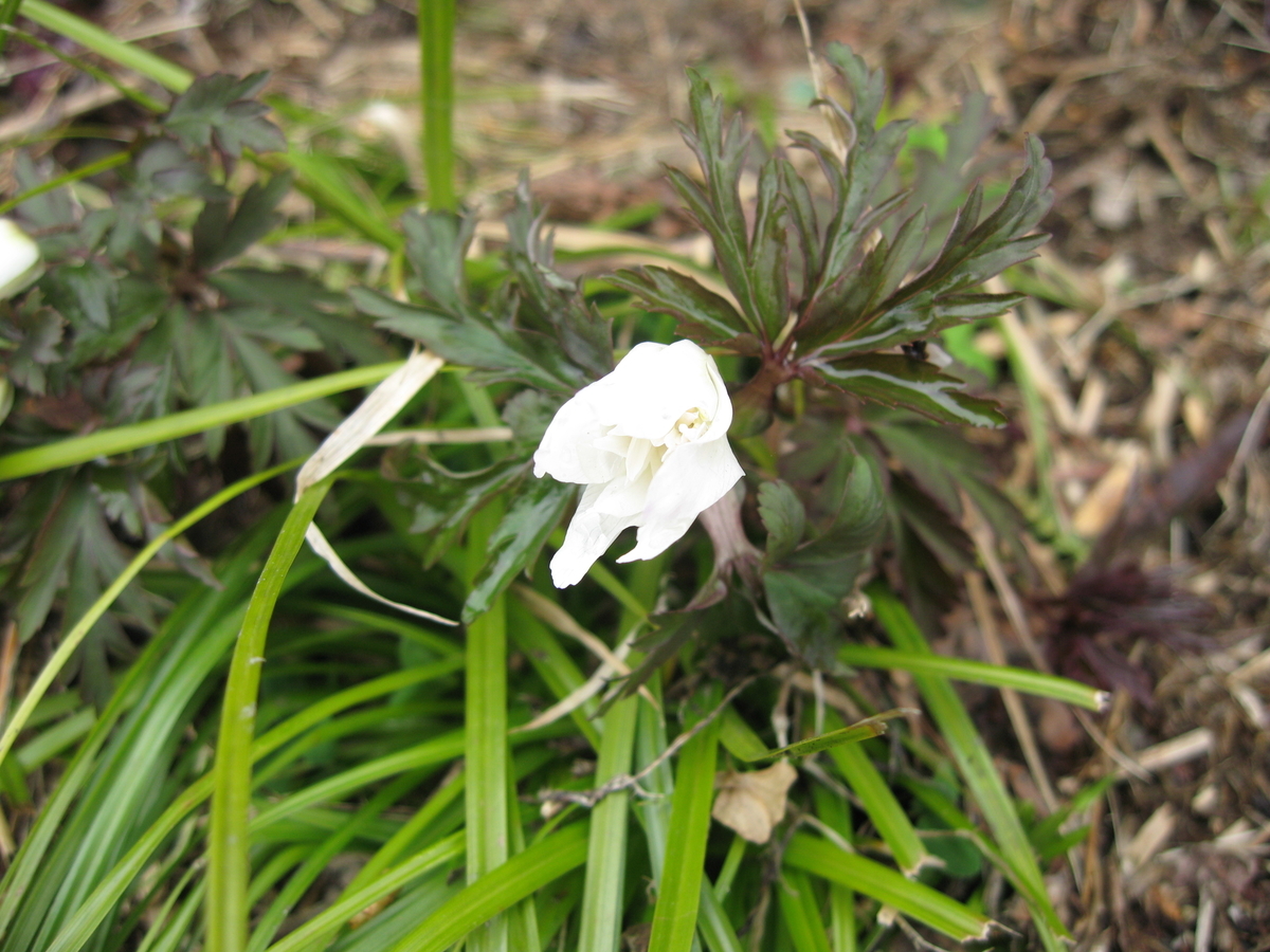 f:id:tchibineko:20200402203525j:plain f:id:tchibineko:20200402203525j:plain