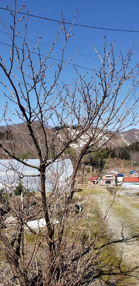 f:id:tchibineko:20200402205300j:plain f:id:tchibineko:20200402205300j:plain