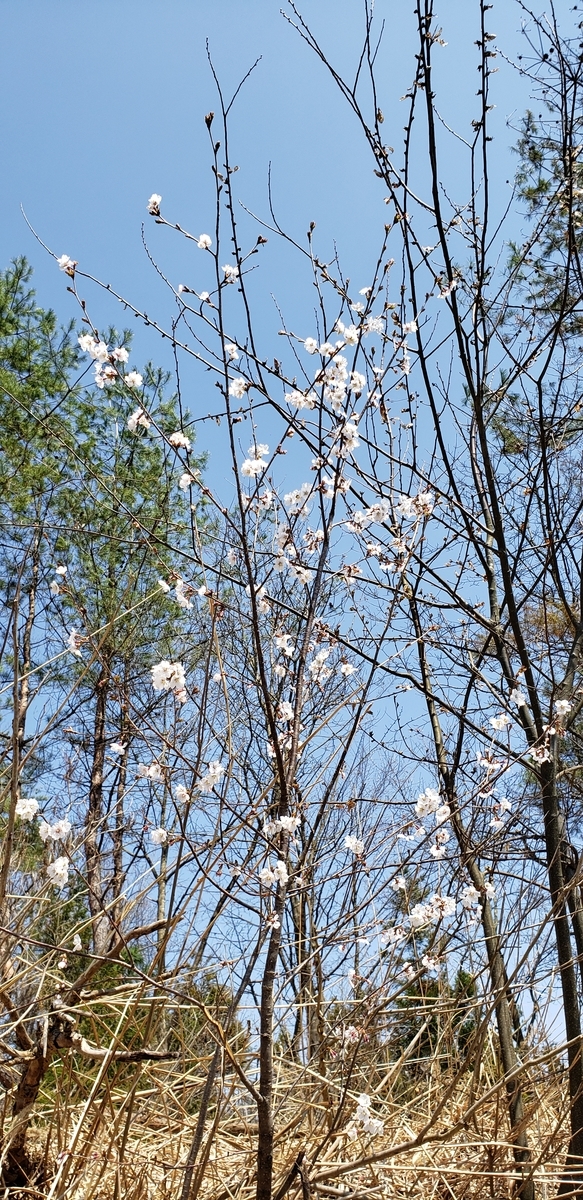 f:id:tchibineko:20200404224246j:plain f:id:tchibineko:20200404224246j:plain