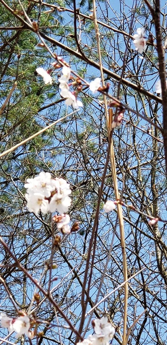 f:id:tchibineko:20200404224319j:plain f:id:tchibineko:20200404224319j:plain