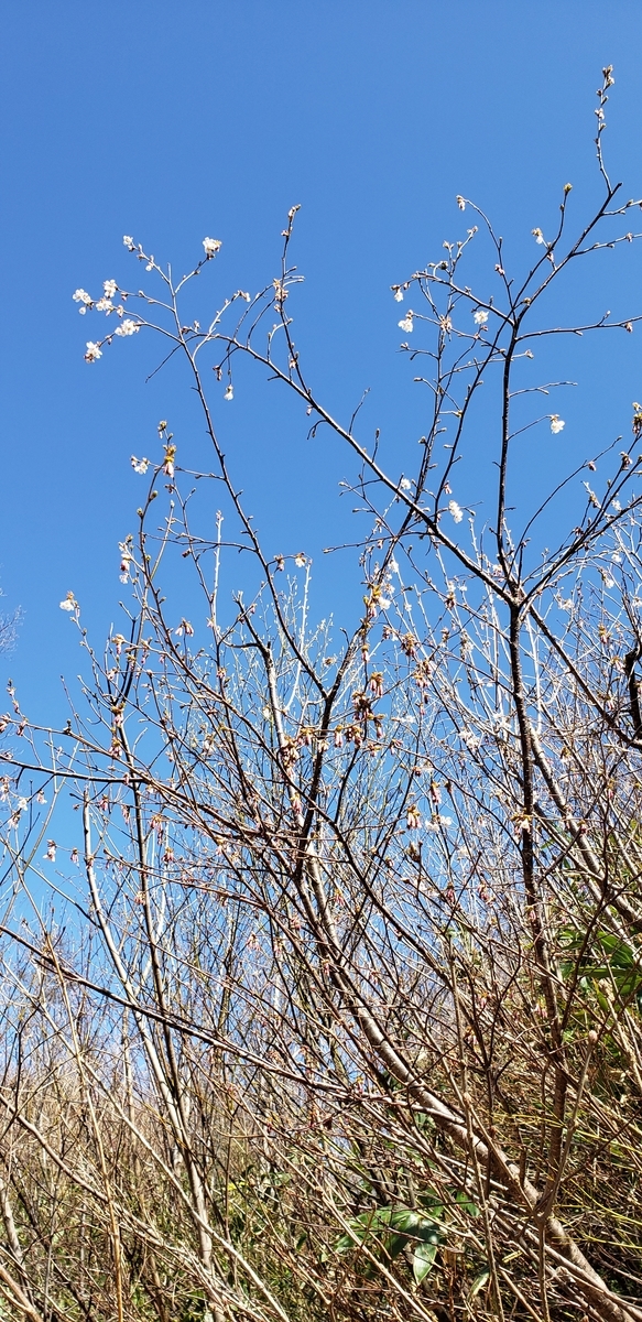 f:id:tchibineko:20200417221151j:plain f:id:tchibineko:20200417221151j:plain