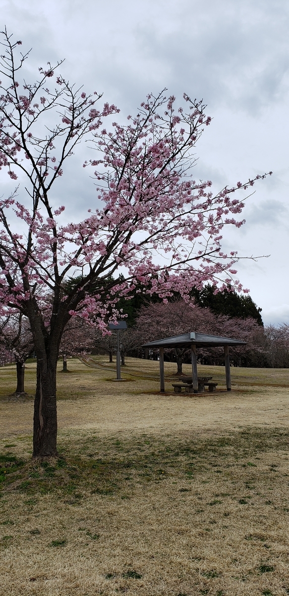 f:id:tchibineko:20200420220906j:plain
