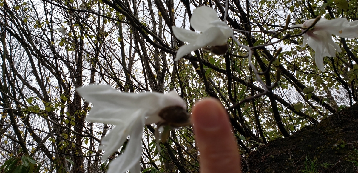 f:id:tchibineko:20200425223028j:plain f:id:tchibineko:20200425223028j:plain