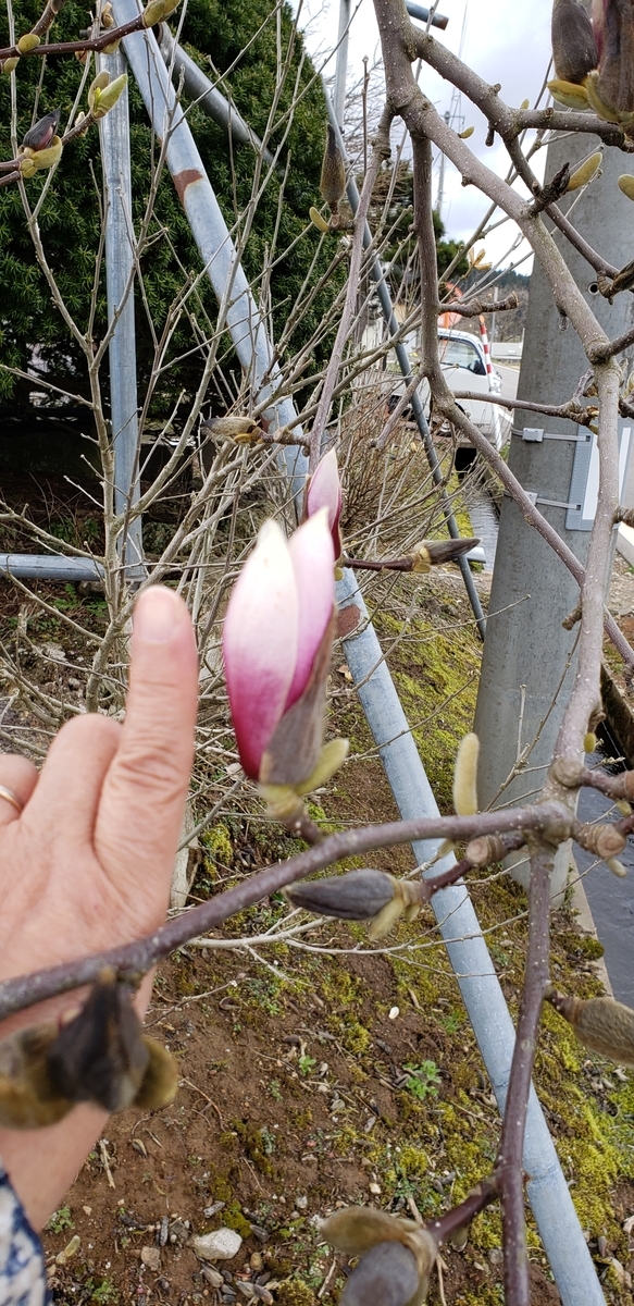 f:id:tchibineko:20200425223910j:plain f:id:tchibineko:20200425223910j:plain