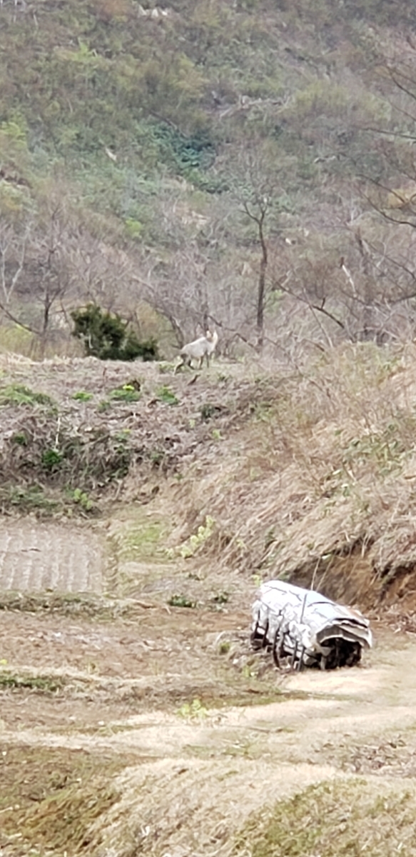 f:id:tchibineko:20200429224816j:plain f:id:tchibineko:20200429224816j:plain