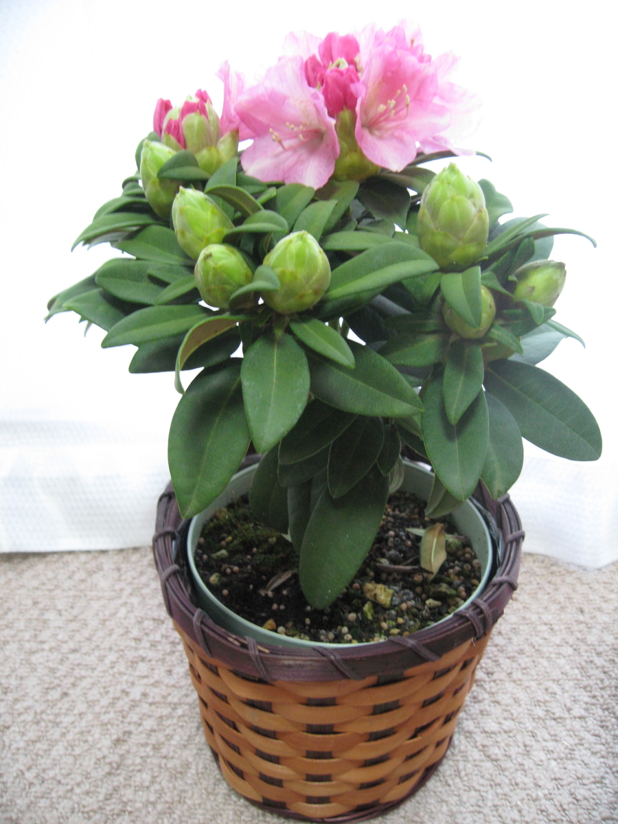 f:id:tchibineko:20200510225909j:plain