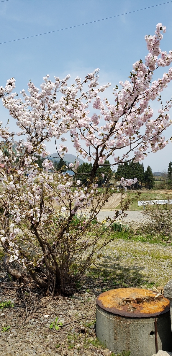 f:id:tchibineko:20200515234648j:plain f:id:tchibineko:20200515234648j:plain