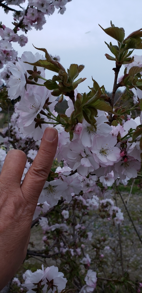 f:id:tchibineko:20200515234748j:plain f:id:tchibineko:20200515234748j:plain