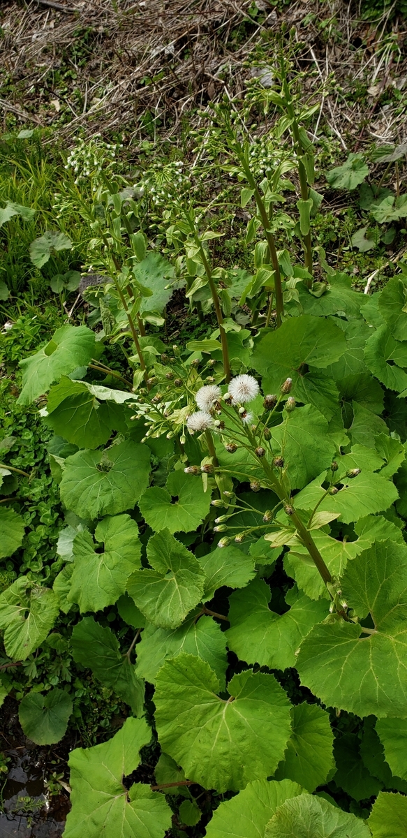 f:id:tchibineko:20200522233055j:plain f:id:tchibineko:20200522233055j:plain