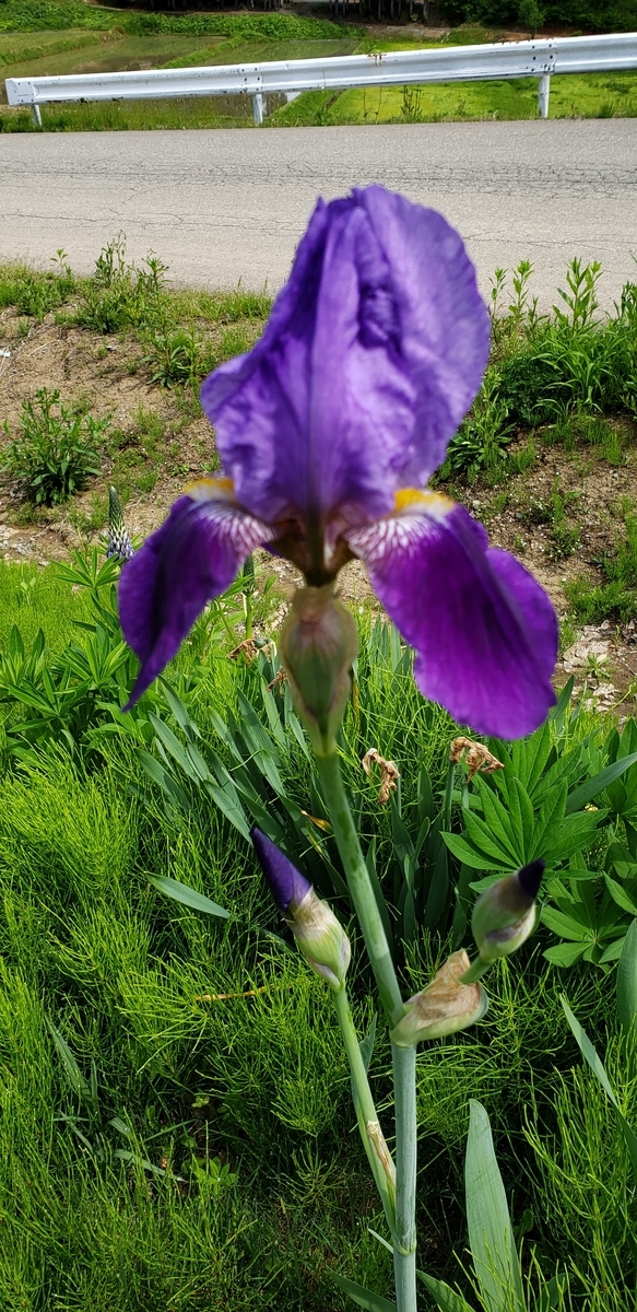 f:id:tchibineko:20200527234311j:plain f:id:tchibineko:20200527234311j:plain