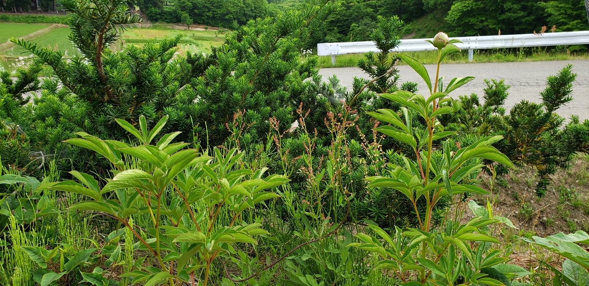 f:id:tchibineko:20200608230512j:plain f:id:tchibineko:20200608230512j:plain