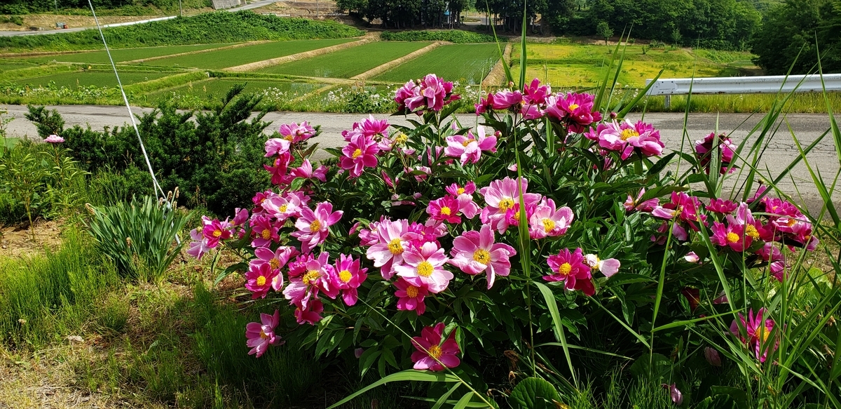 f:id:tchibineko:20200611225434j:plain f:id:tchibineko:20200611225434j:plain