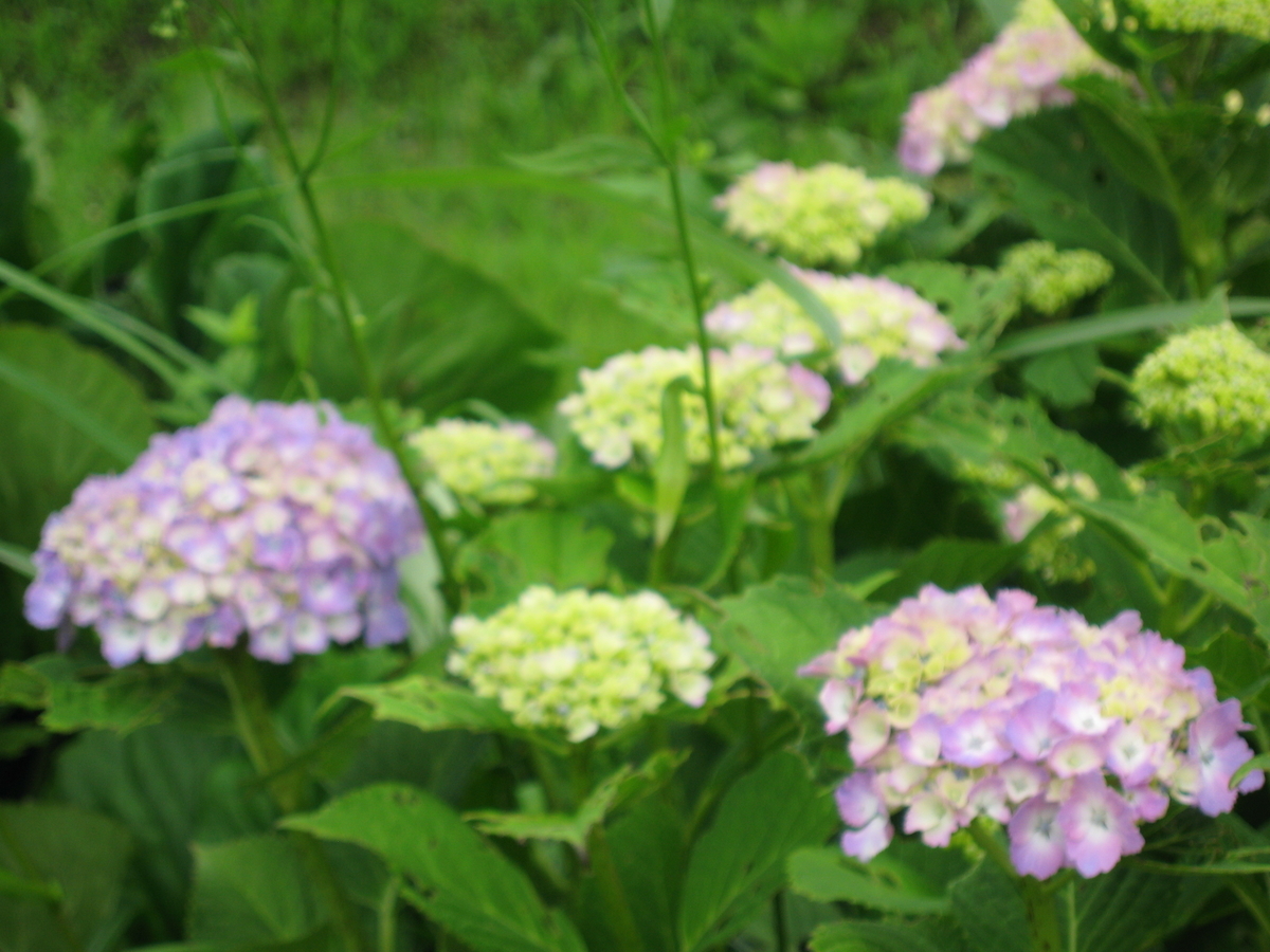 f:id:tchibineko:20200615234747j:plain f:id:tchibineko:20200615234747j:plain