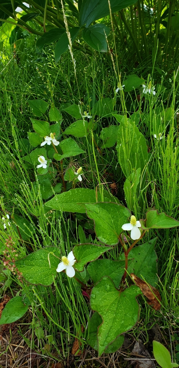 f:id:tchibineko:20200622232612j:plain f:id:tchibineko:20200622232612j:plain