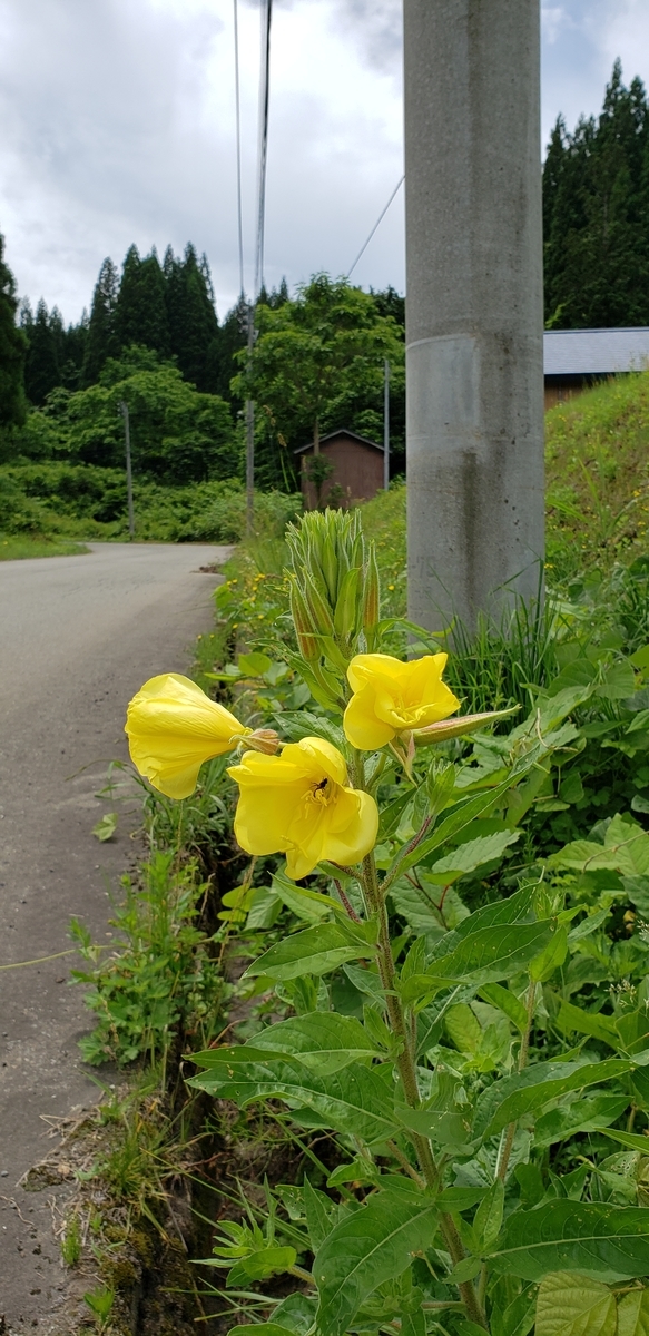 f:id:tchibineko:20200625233824j:plain f:id:tchibineko:20200625233824j:plain