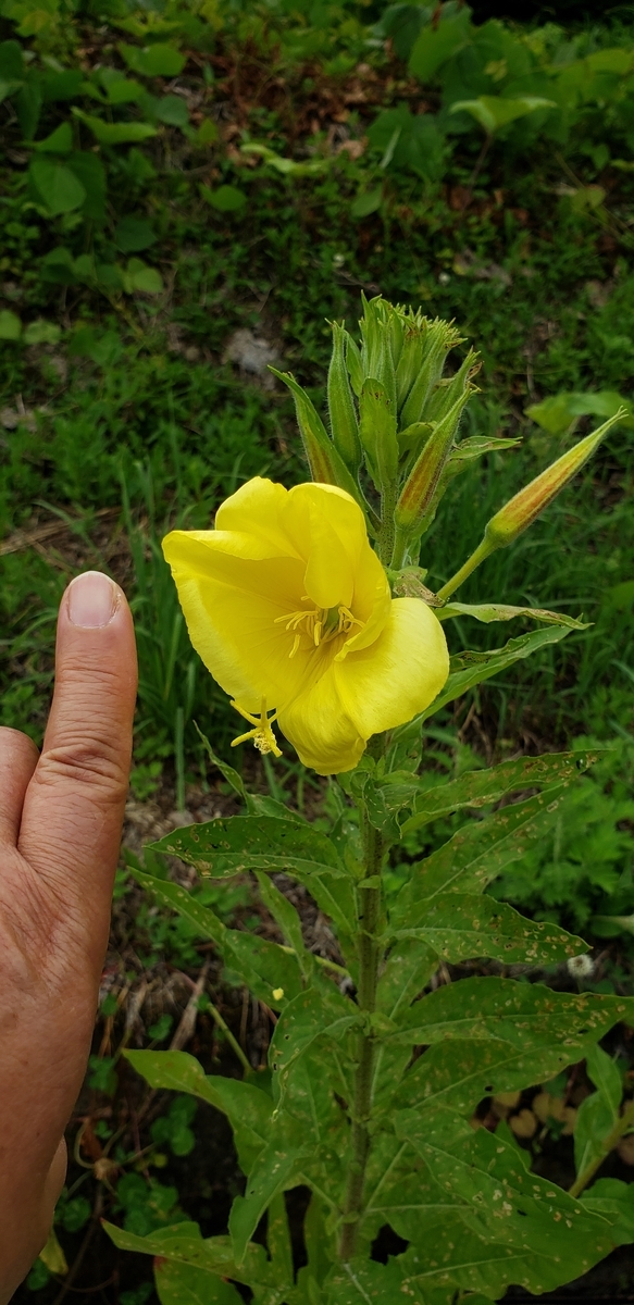f:id:tchibineko:20200625233853j:plain f:id:tchibineko:20200625233853j:plain