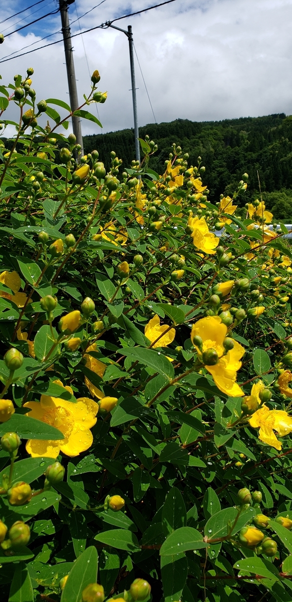 f:id:tchibineko:20200702230152j:plain f:id:tchibineko:20200702230152j:plain