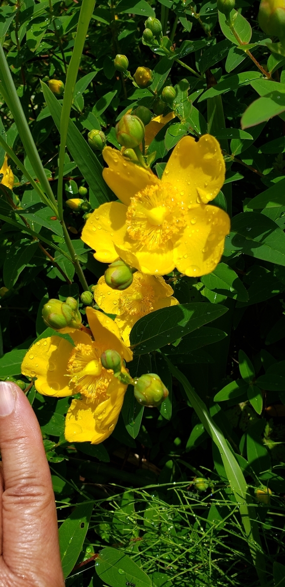 f:id:tchibineko:20200702230223j:plain f:id:tchibineko:20200702230223j:plain