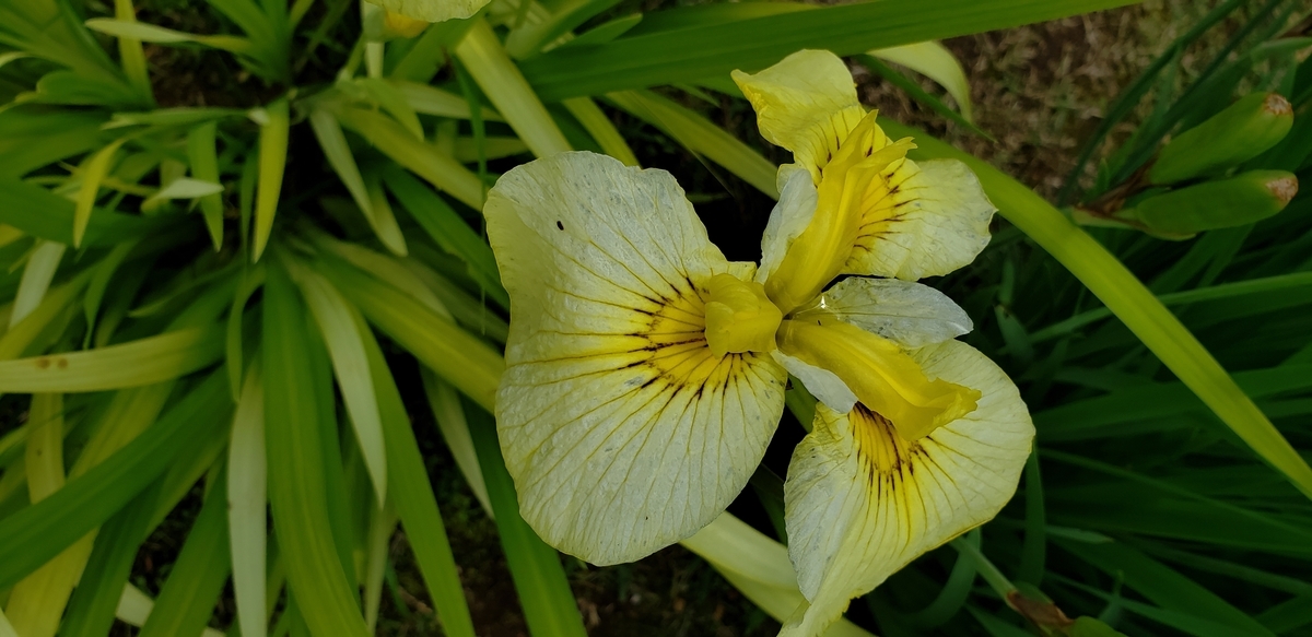 f:id:tchibineko:20200703232122j:plain f:id:tchibineko:20200703232122j:plain