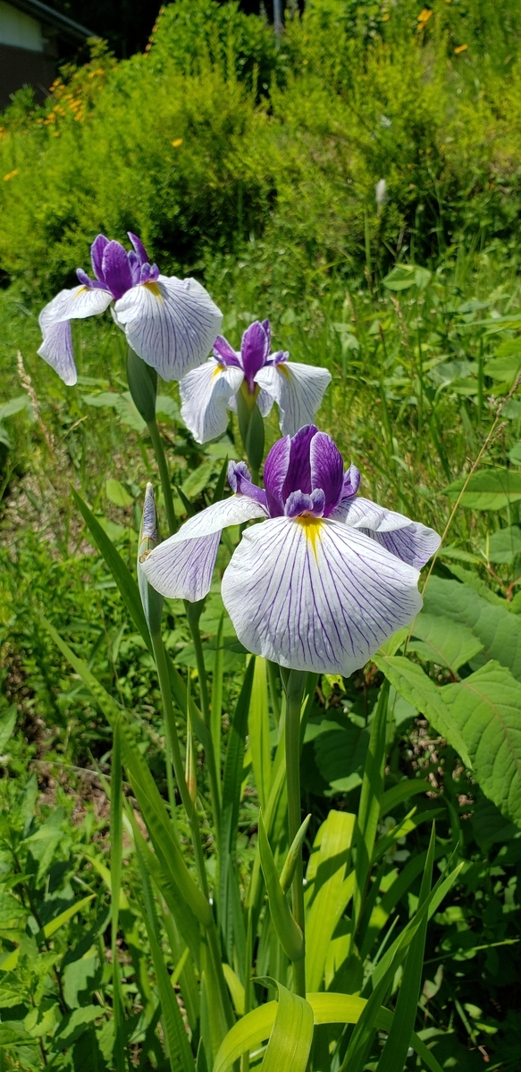 f:id:tchibineko:20200703232329j:plain f:id:tchibineko:20200703232329j:plain