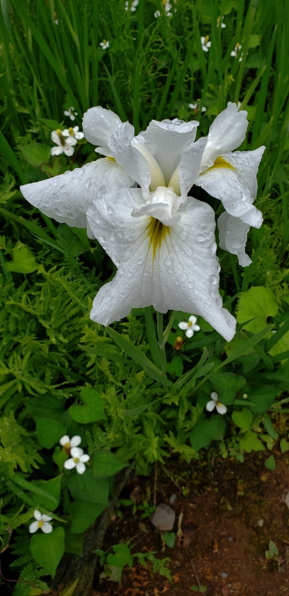 f:id:tchibineko:20200705230405j:plain f:id:tchibineko:20200705230405j:plain