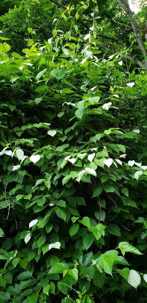 f:id:tchibineko:20200705232945j:plain f:id:tchibineko:20200705232945j:plain
