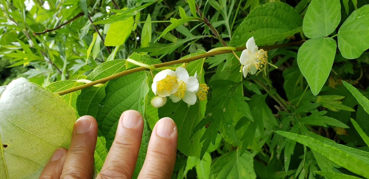 f:id:tchibineko:20200706233617j:plain f:id:tchibineko:20200706233617j:plain