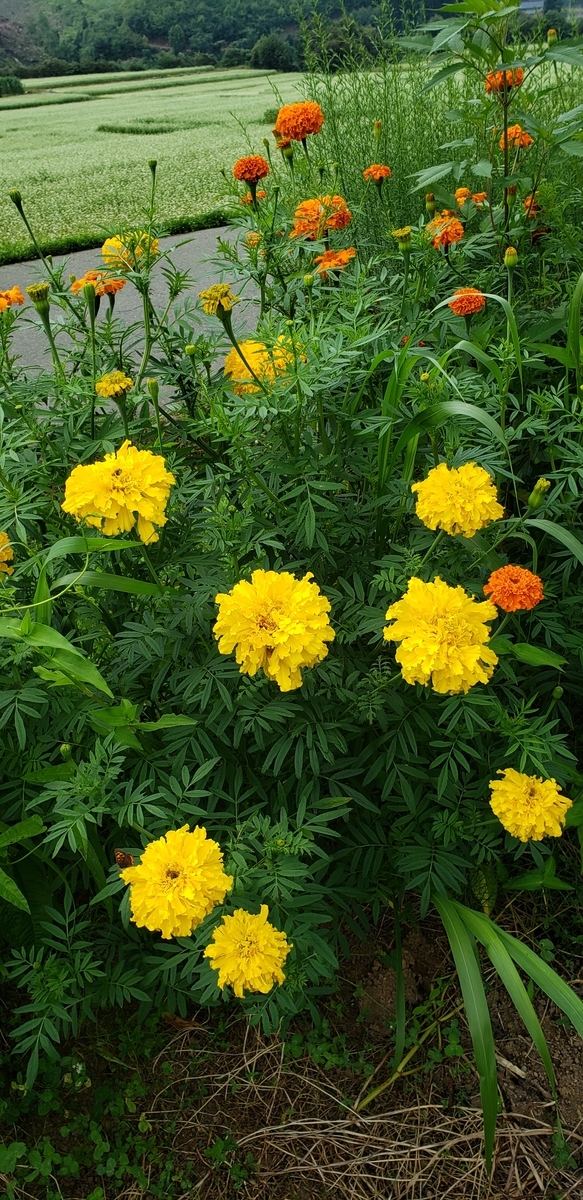 f:id:tchibineko:20200804230457j:plain f:id:tchibineko:20200804230457j:plain