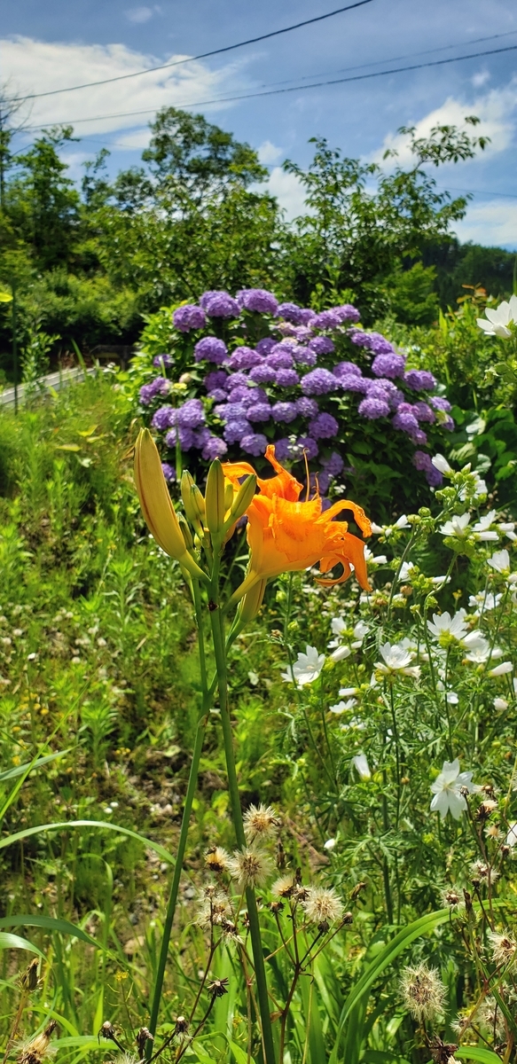 f:id:tchibineko:20200806231755j:plain f:id:tchibineko:20200806231755j:plain