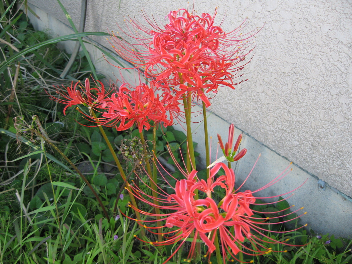 f:id:tchibineko:20200818234705j:plain f:id:tchibineko:20200818234705j:plain