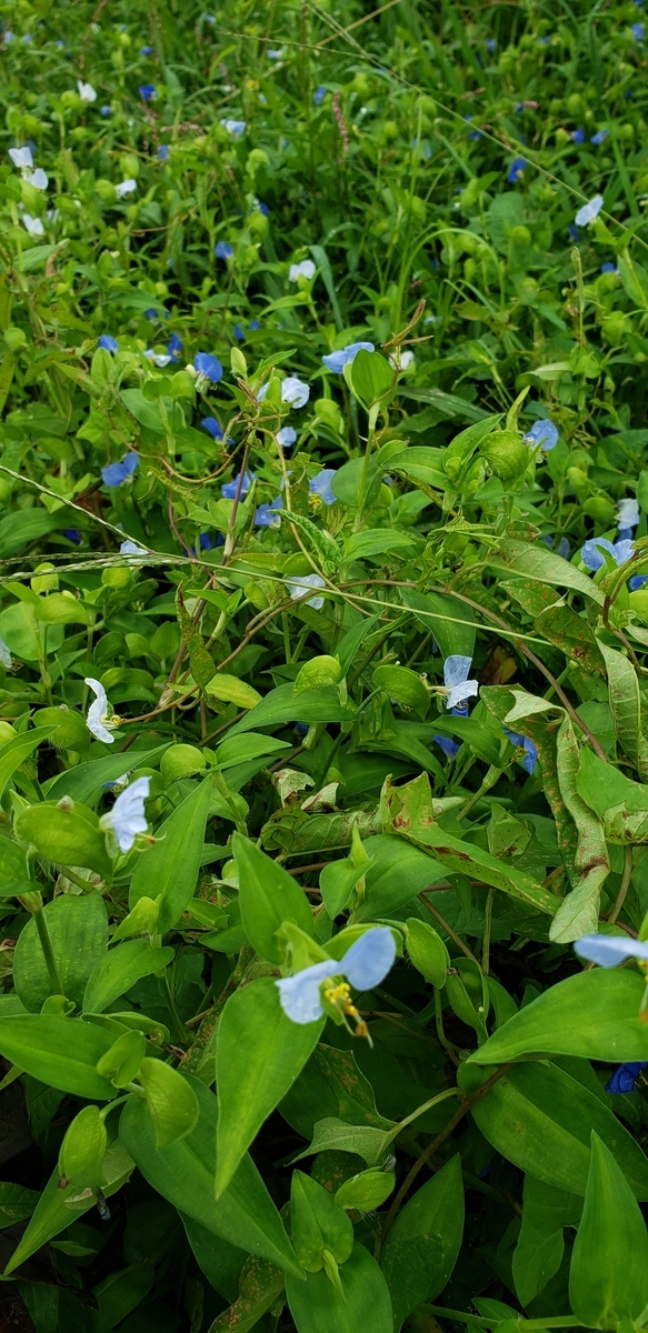 f:id:tchibineko:20200831225903j:plain f:id:tchibineko:20200831225903j:plain