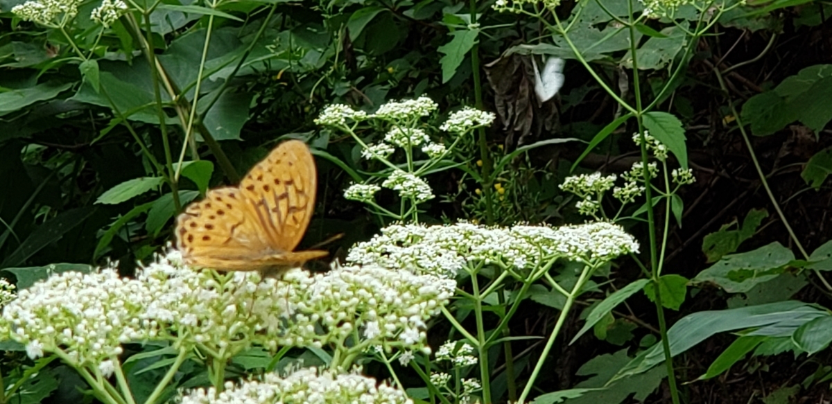 f:id:tchibineko:20200901235326j:plain