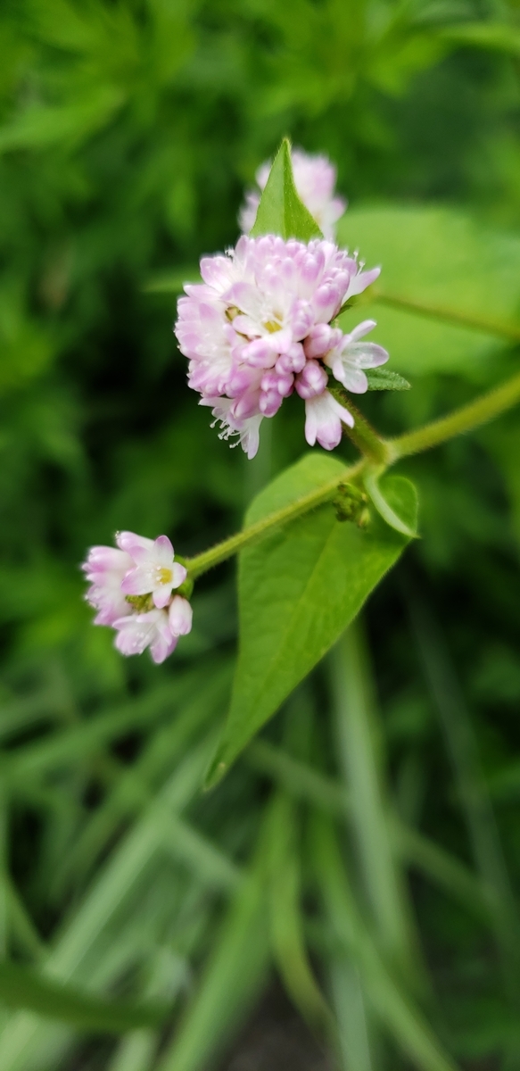 f:id:tchibineko:20200924234003j:plain f:id:tchibineko:20200924234003j:plain