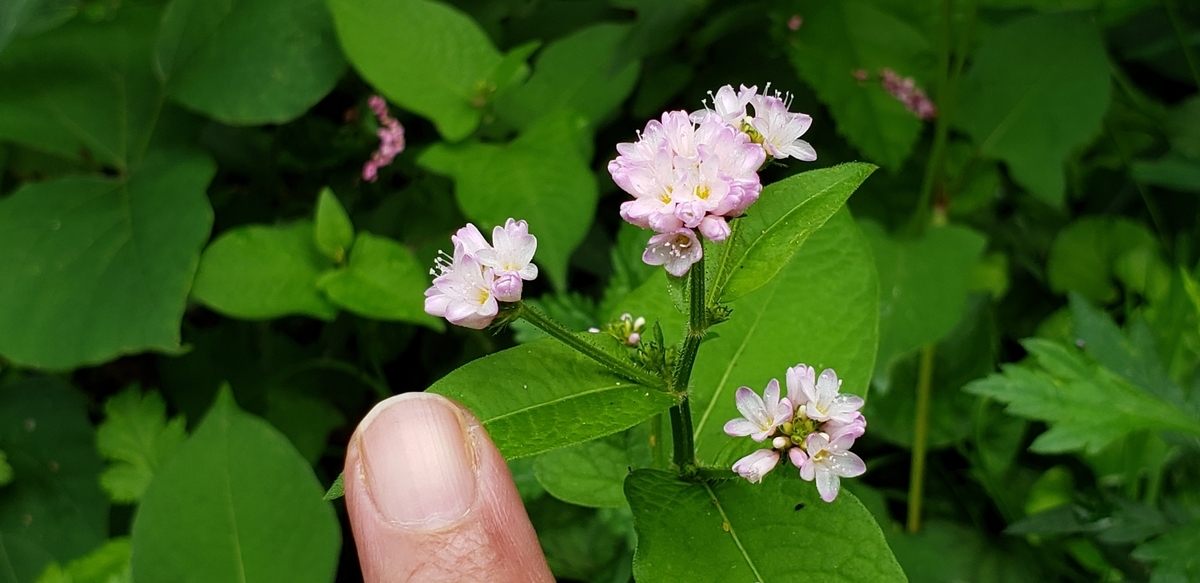 f:id:tchibineko:20200925233839j:plain f:id:tchibineko:20200925233839j:plain