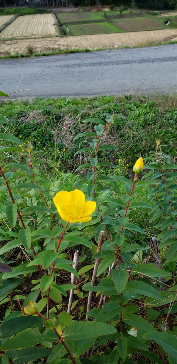 f:id:tchibineko:20201008230612j:plain f:id:tchibineko:20201008230612j:plain