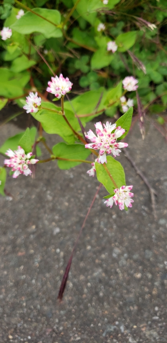 f:id:tchibineko:20201008230650j:plain f:id:tchibineko:20201008230650j:plain