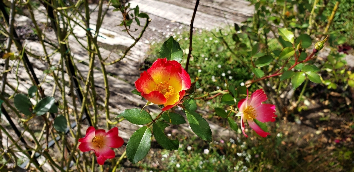 f:id:tchibineko:20201015225747j:plain f:id:tchibineko:20201015225747j:plain