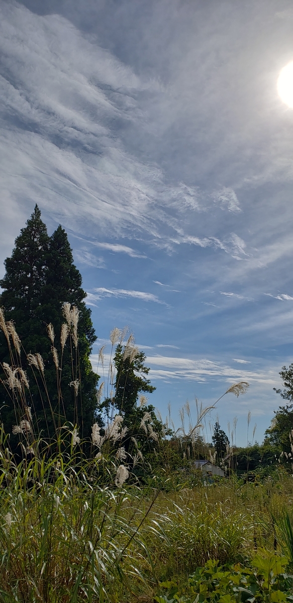 f:id:tchibineko:20201016231725j:plain f:id:tchibineko:20201016231725j:plain