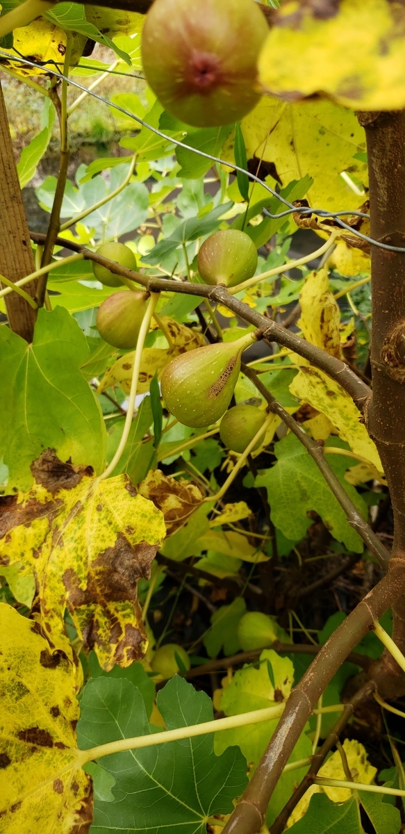 f:id:tchibineko:20201019231048j:plain f:id:tchibineko:20201019231048j:plain