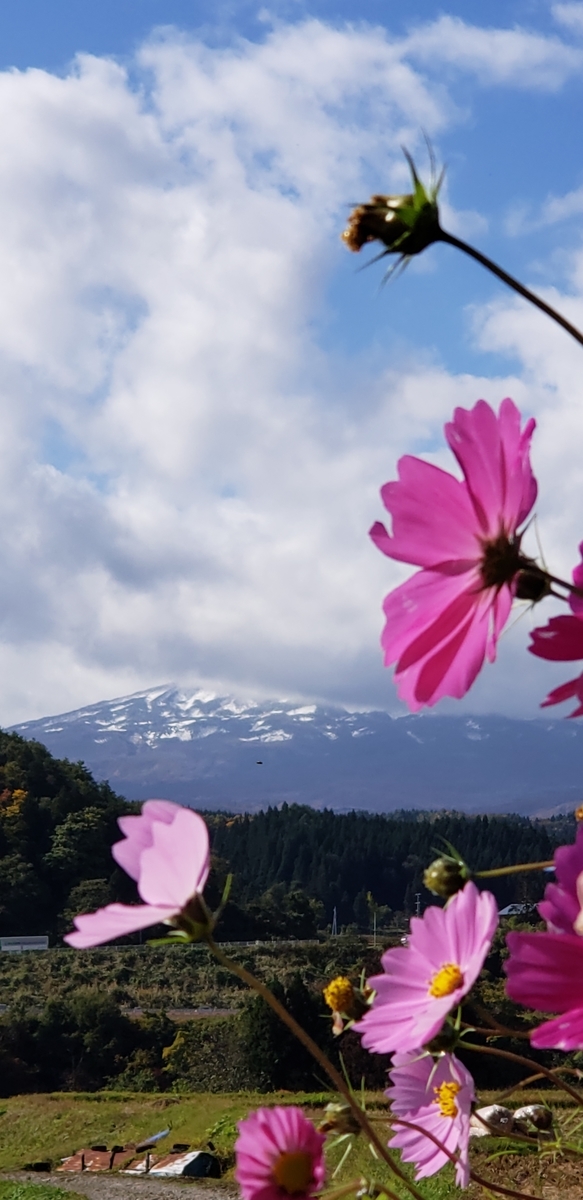 f:id:tchibineko:20201027232735j:plain f:id:tchibineko:20201027232735j:plain