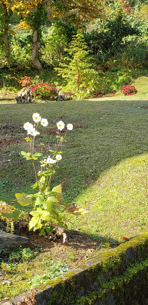 f:id:tchibineko:20201103230924j:plain f:id:tchibineko:20201103230924j:plain