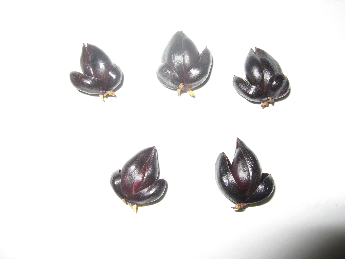f:id:tchibineko:20201124223504j:plain