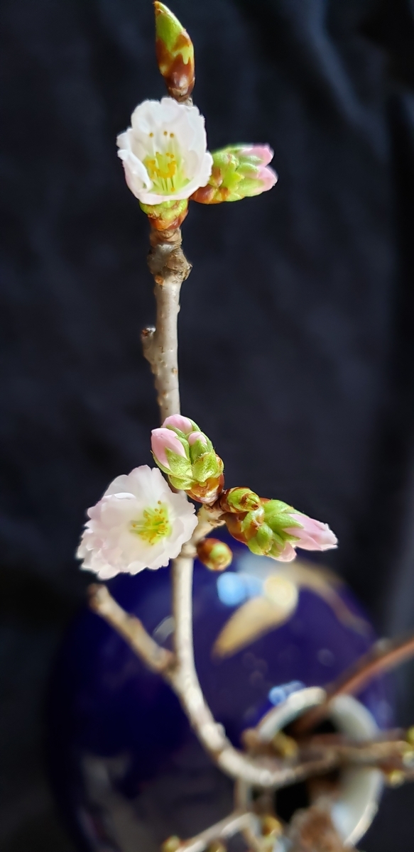 f:id:tchibineko:20210315223716j:plain