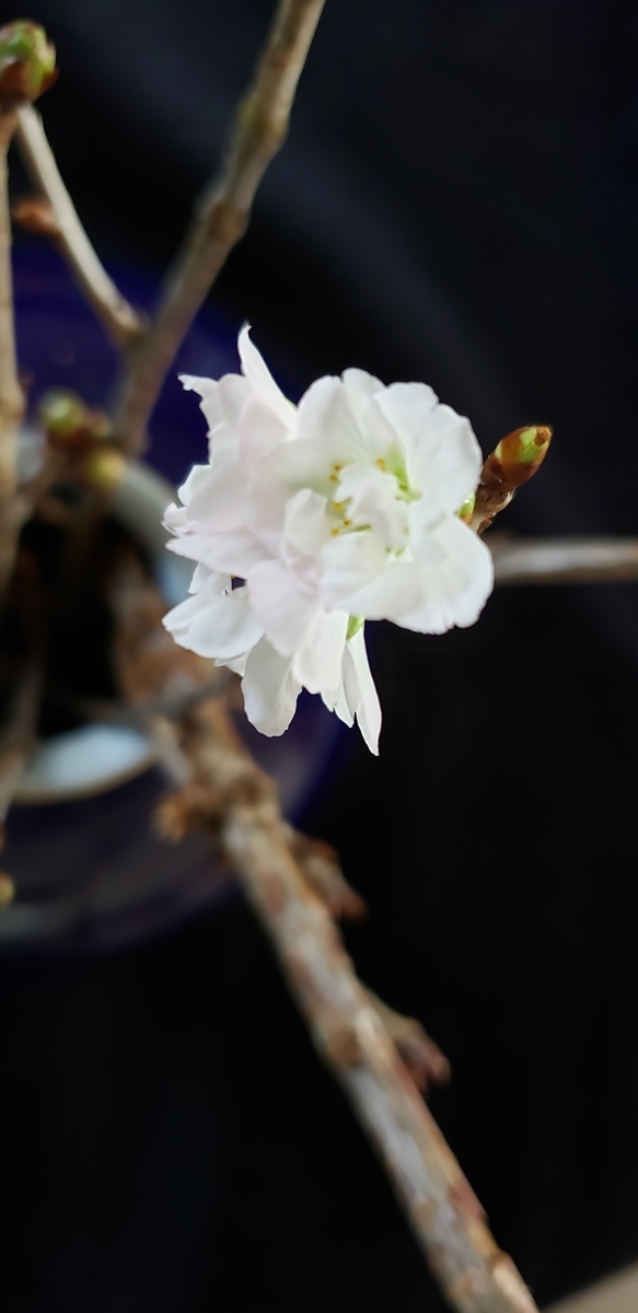 f:id:tchibineko:20210315223742j:plain