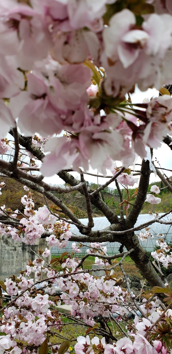f:id:tchibineko:20210529153826j:plain