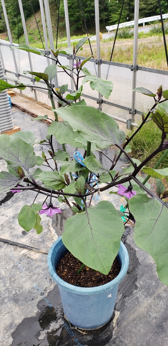 f:id:tchibineko:20210904170225j:plain
