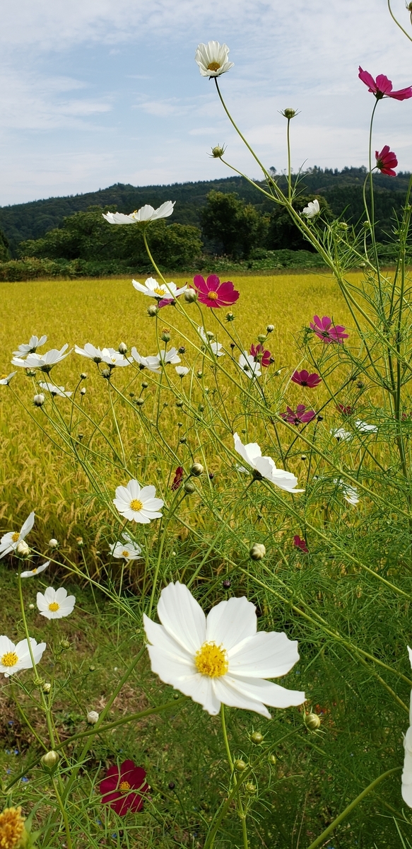 f:id:tchibineko:20210917233753j:plain