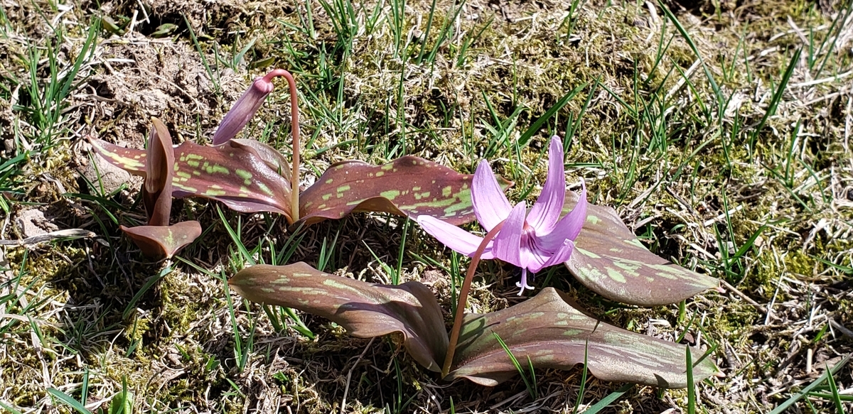 f:id:tchibineko:20220401224008j:plain